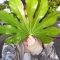 large leaf