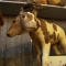 two headed cow