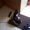 the cat