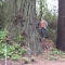 a redwood