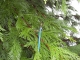 Paintbrush