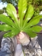 large leaf