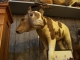 two headed cow