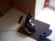 the cat