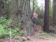 a redwood