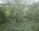the bush