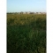 Nature walk2.jpg