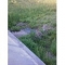 Nature walk4.jpg