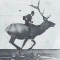 elkJockey.gif