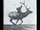 elkJockey.gif