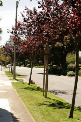 Speaking of trees...