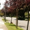 Speaking of trees...
