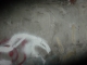 DSC00131.JPG