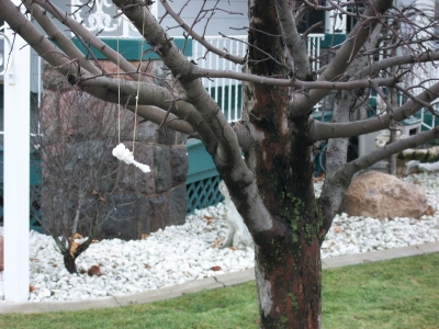 Even a unique center of gravity