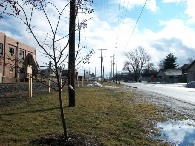 The fruit tree by the train tracks needs some love