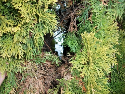 Can't forget about the evergreens