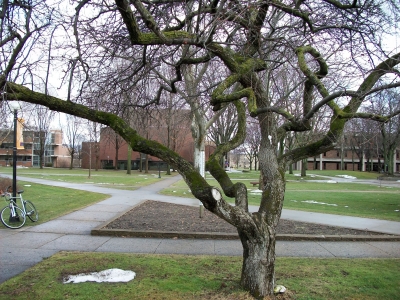 And the moss covered tree gets one