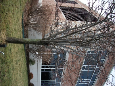 One for the hospital