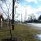 The fruit tree by the train tracks needs some love