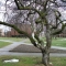 And the moss covered tree gets one