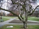 And the moss covered tree gets one