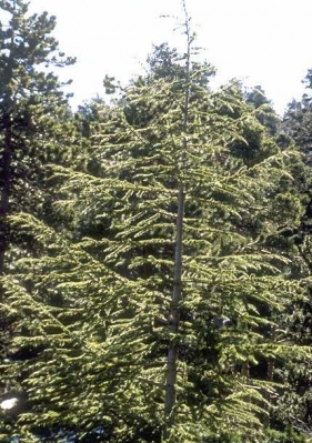 larch092b.jpg