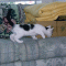 link1.gif