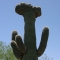 saguaro-crest.jpg