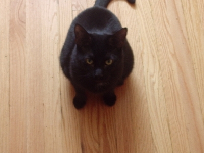 An unsuspecting, yet willing accomplice