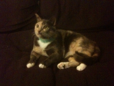 formal portrait 