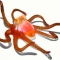 octo_web.jpg