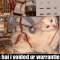 Warranty Cat!
