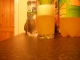 Fizz with Water