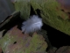 Feather
