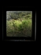 Overgrown