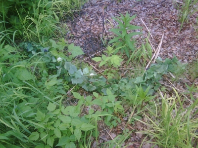 what sad plant?