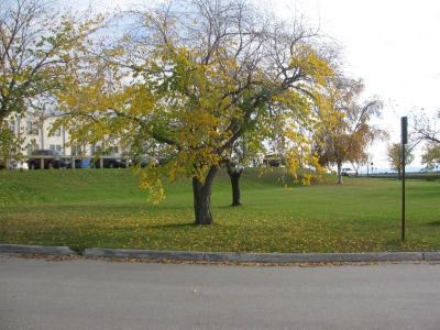 My tree from a distance