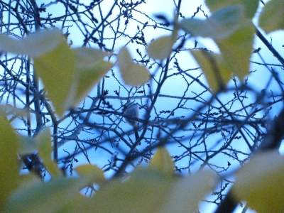 Birdies! Birdies!