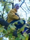 Me in my tree