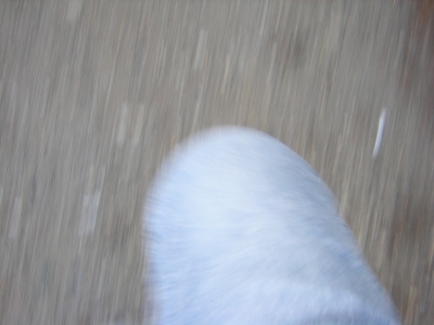 The Balaustine Envoy's knee