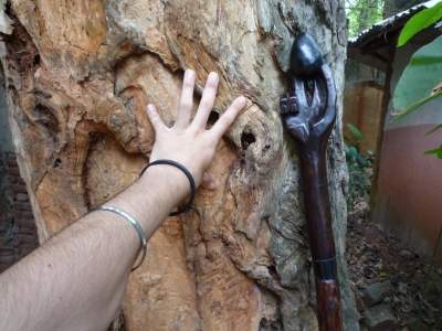 The Tree of Ouidah