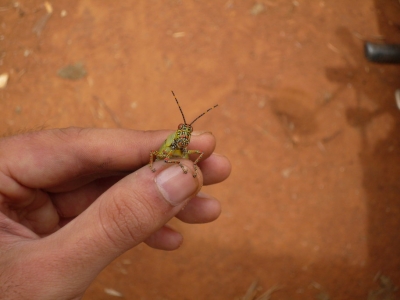 Grasshoppers in Abomey