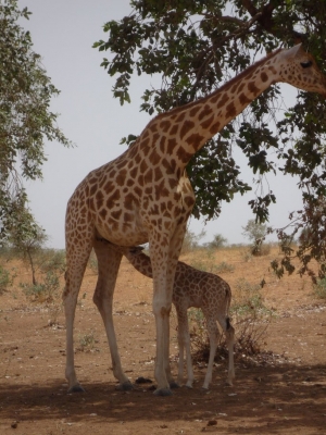 The Giraffes of Kouré