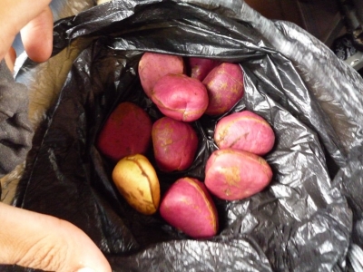 The Kola Nuts
