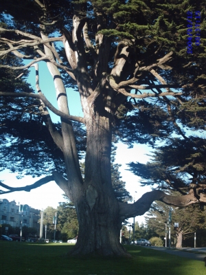 The OFFICIAL San Francisco Tree
