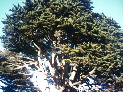 The OFFICIAL San Francisco Tree