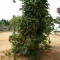 Turning around the tree