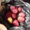 The Kola Nuts