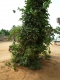 Turning around the tree