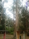 Tree!